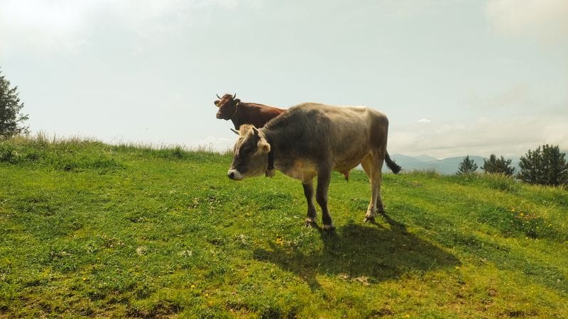 Výlet k hoře Schafberg s obytným campervanem